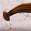 Hammerhead Worm