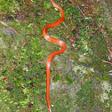 Japanese Forest Ratsnake