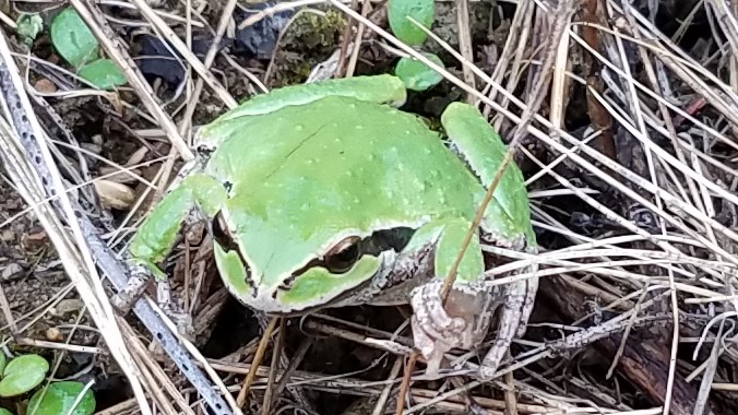 Pacific tree frog