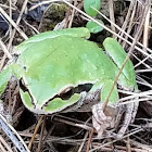 Pacific tree frog