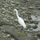 Snowy Egret