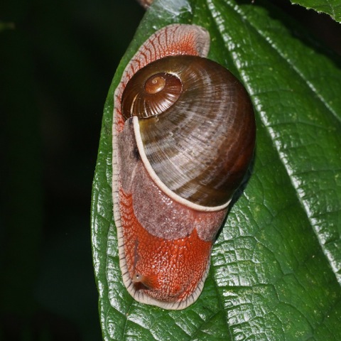 Terrestrial Snail