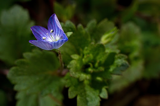 Veronica persica