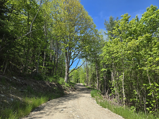 Buy this luxury land in Barnard (United States) - dirt road lined with green trees
