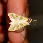 Fractured Western snout moth