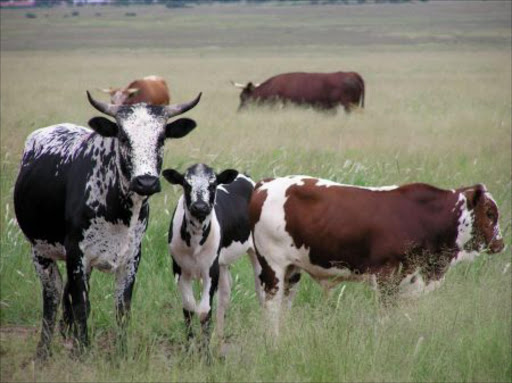 Meat meant to feed dignitaries at the 50th anniversary of Mzomhle High School has been stolen.