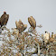 White Backed Vulture