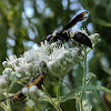 Four-Toothed Mason Wasp