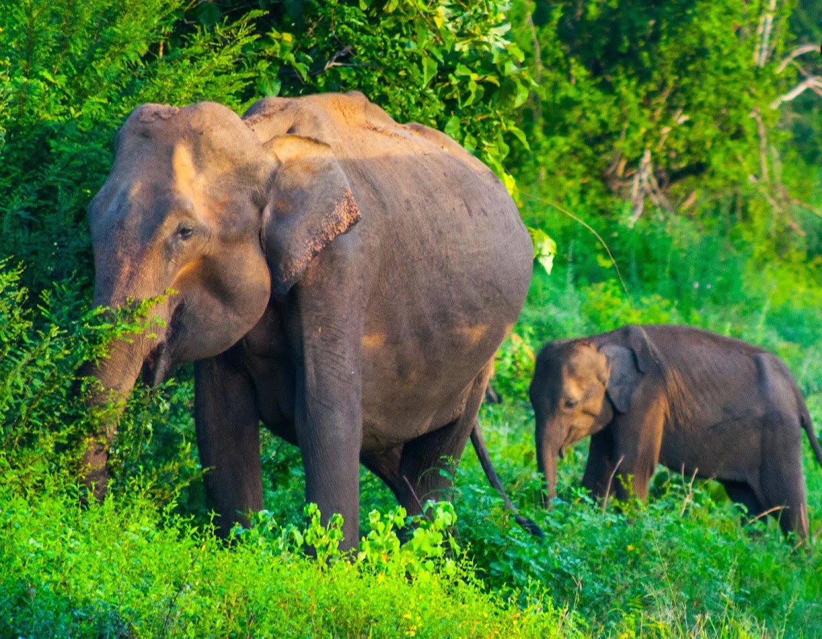 Sri Lankan Elephant (adult f. + juv f.)