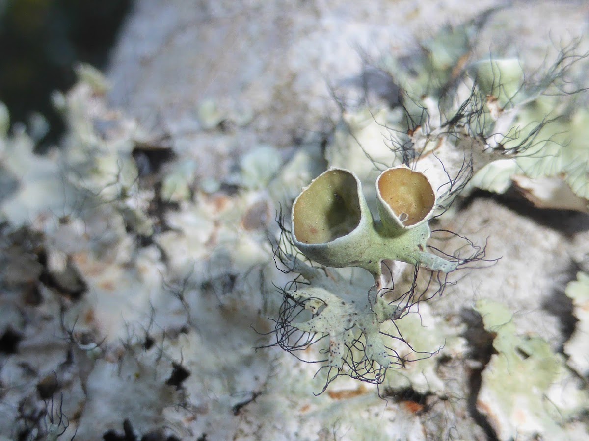 Ruffle Lichen