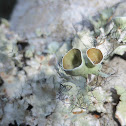 Ruffle Lichen