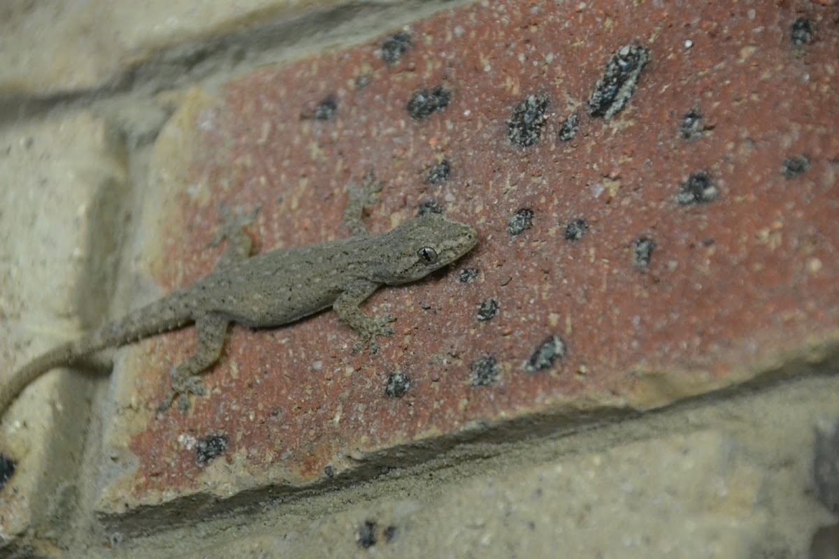 Asian House Gecko