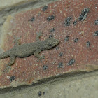 Asian House Gecko