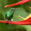 Steely-vented Hummingbird