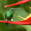 Steely-vented Hummingbird