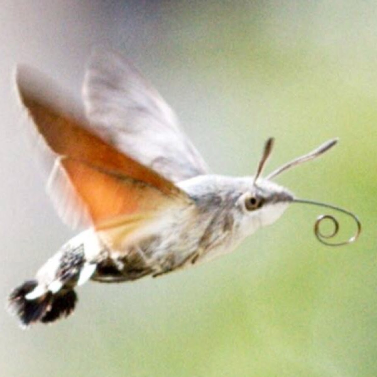 Hummingbird Hawk-Moth