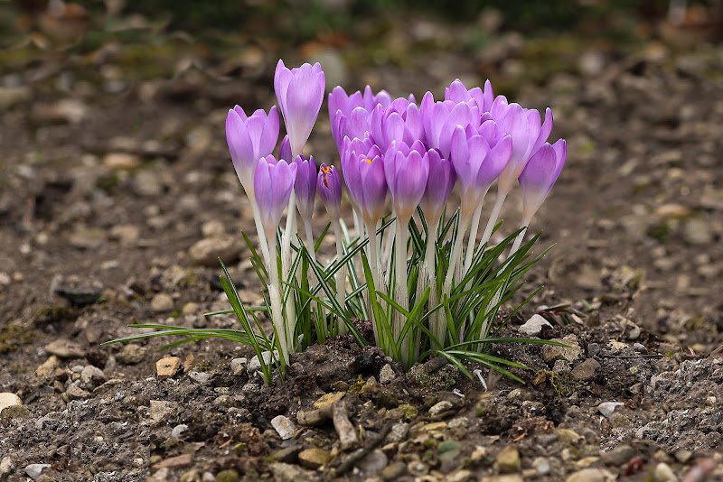 e la  primavera ... sbocciò di sandro5845