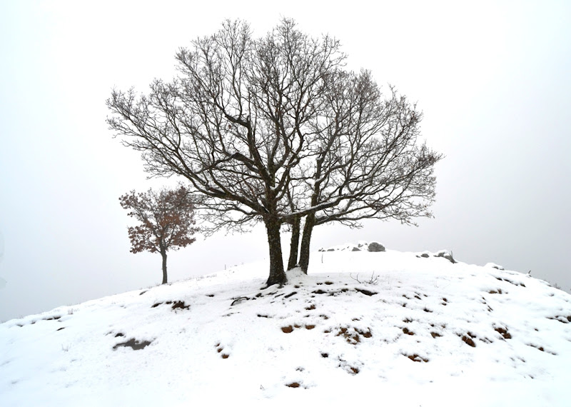 L'albero solitario.... di Bitonti Photo