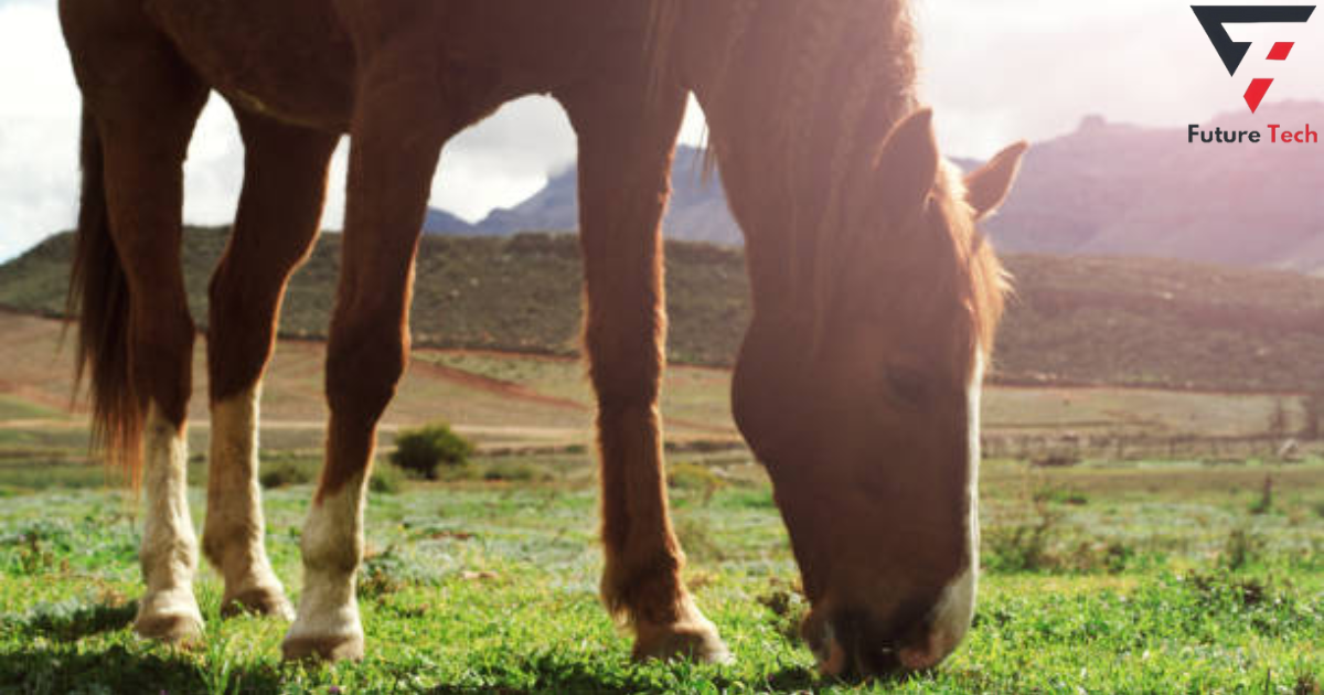 significance of feeding horses a well-balanced diet