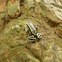 three-striped poison frog