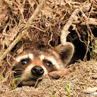 North American raccoon