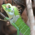 Common Green Forest Lizard