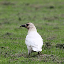 Carrion Crow