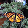 Monarch Butterfly