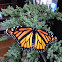 Monarch Butterfly