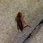 Southern Mole Cricket