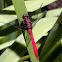 Fiery Skimmer Dragonfly