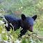 Black bear