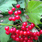 Guelder-rose