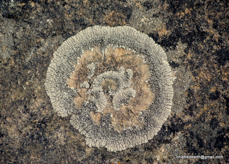 mountain lichens, moonglow lichens