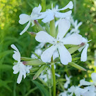 Soapwort