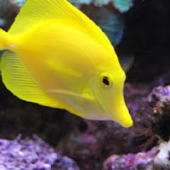 七星柴魚博物館