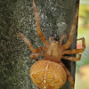 Crowned orb weaver (female orange-brown variant)