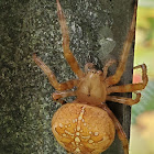 Crowned orb weaver (female orange-brown variant)