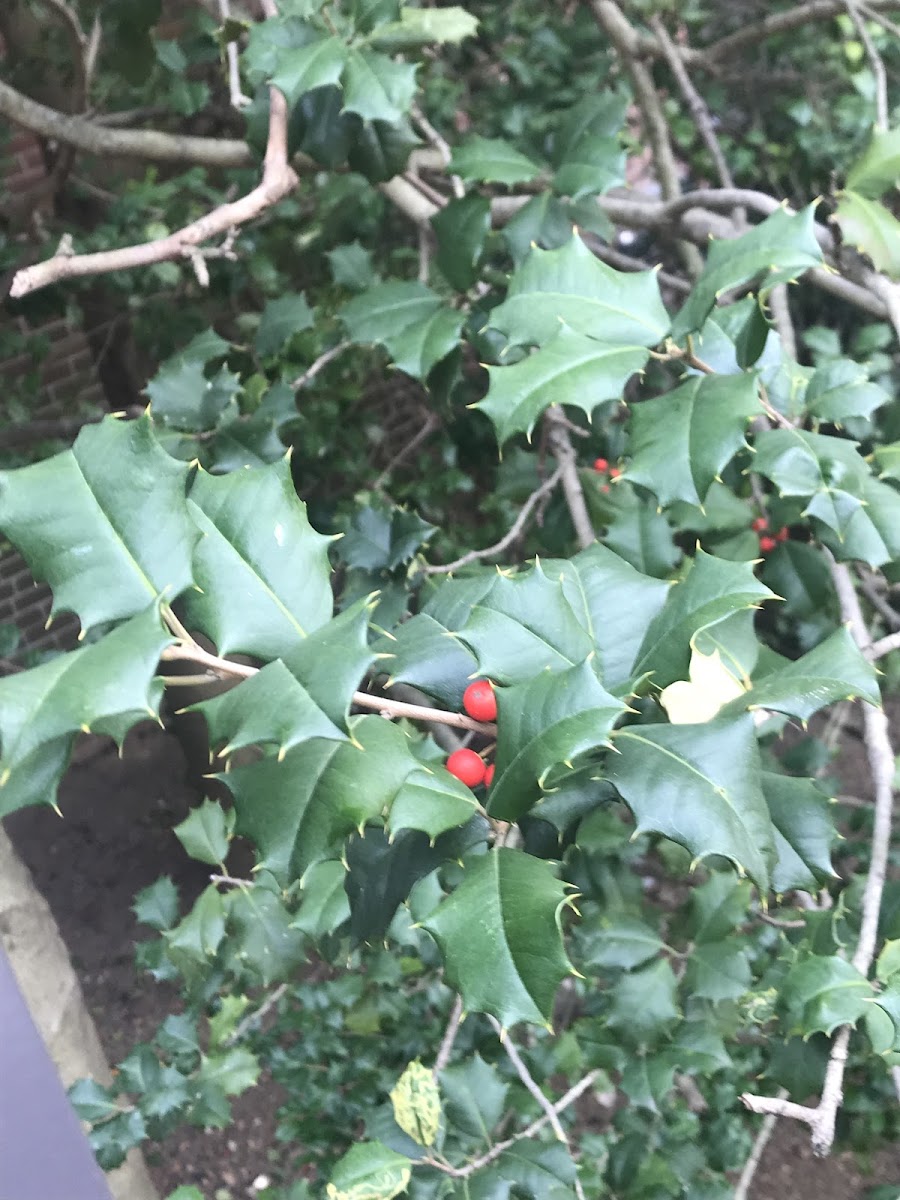 American Holly