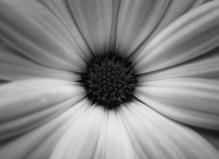 Inside the flower di Andrea Venturelli
