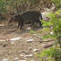 Indian Desert Cat