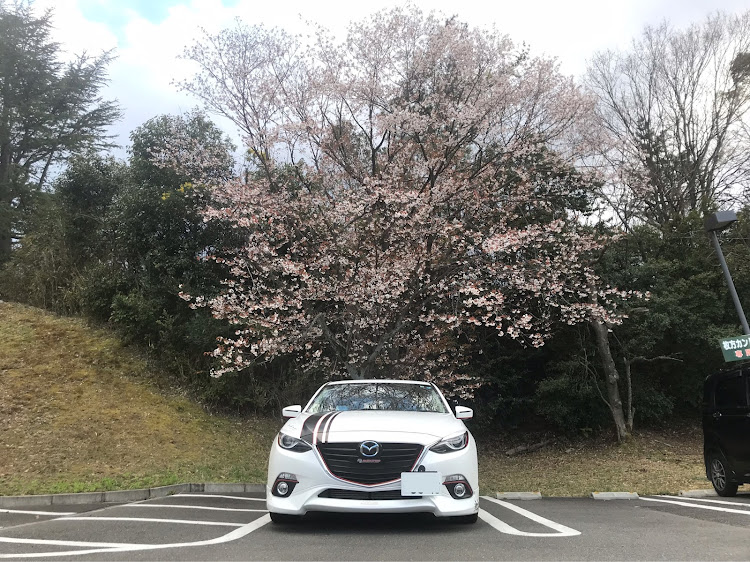アクセラスポーツの桜・ドライブに関するカスタム事例の投稿画像1枚目