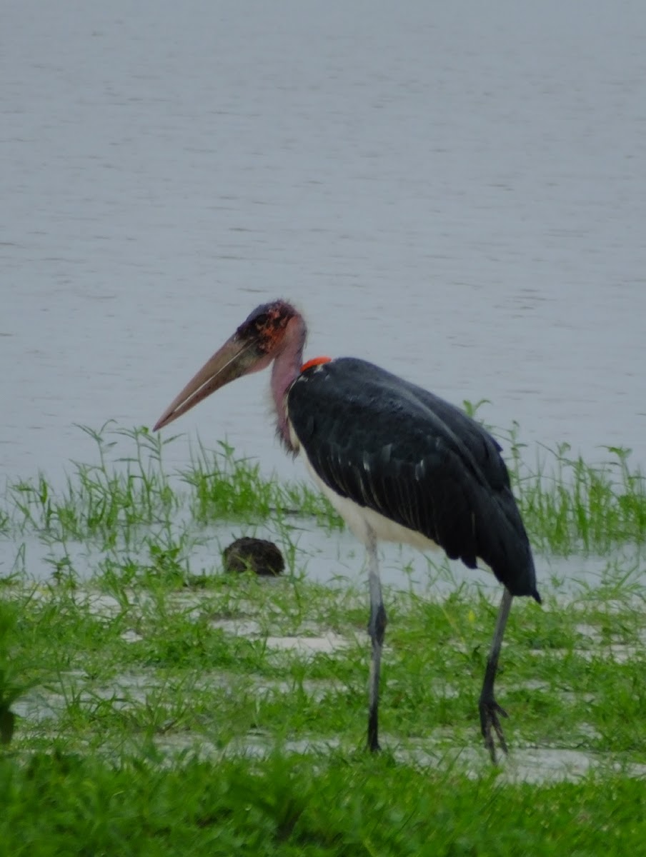 maribou stork