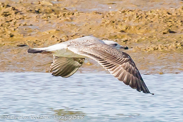 Yellow-legged Gull; Gaviota Patiamarilla