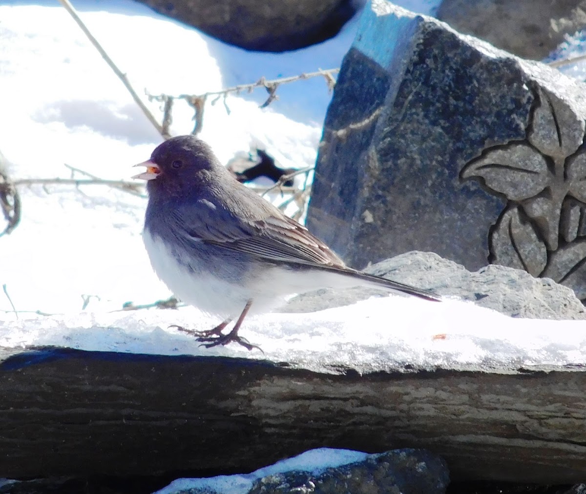 Dark-eyed Junco