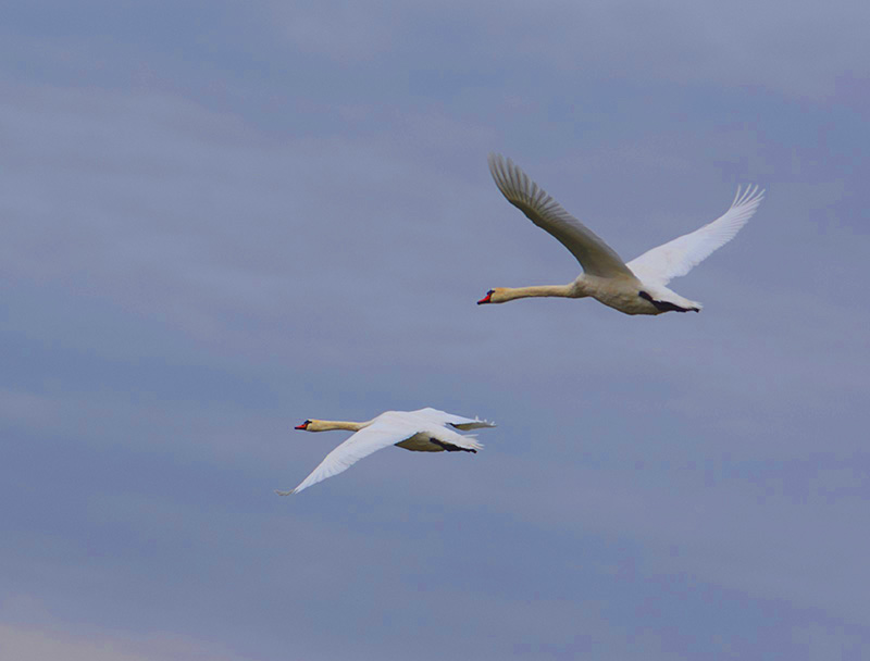 Mute Swan