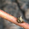 Treehopper Sp