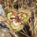 Tiburon Mariposa Lily