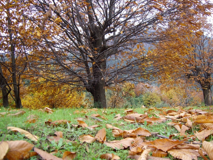 Le foglie...dal basso! di cucciolotto