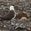 Arctic skua